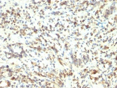 Anti-MyoD1(5.8A), CF405S conjugate, 0.1mg/mL