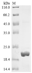 C-Jun-amino-terminal kinase-interacting protein 4 (SPAG9), partial, human, recombinant