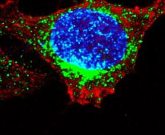 Anti-IFITM3 / Fragilis