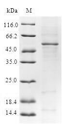YEATS domain-containing protein 4 (YEATS4), human, recombinant