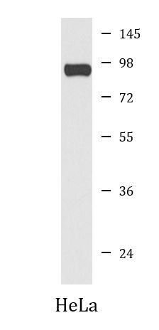 Anti-AGO2 / Argonaute 2