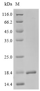 Origin recognition complex subunit 1 (ORC1), partial, human, recombinant