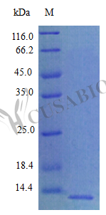 C-X-C motif chemokine 5 protein (Cxcl5) (Active), rat, recombinant