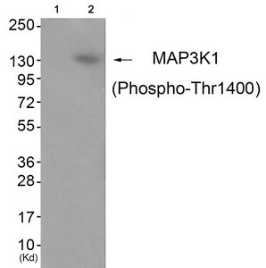 Anti-Phospho-MAP3K1 (Thr1402)