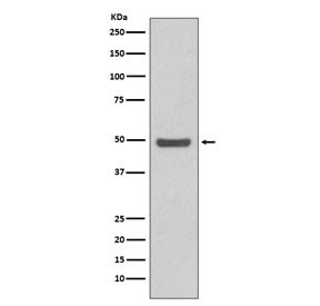 Anti-Cyclin E2 / CCNE2, clone GHH-3