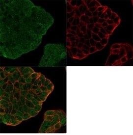 Anti-Bcl2L2 / Bcl-W, clone PCRP-BCL2L2-1A4