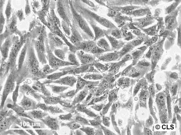 KHOS-240S Cells