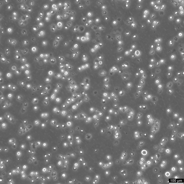 CEM/C1 Cells