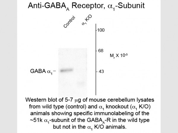 Anti-GABA(A) Receptor alpha 1