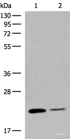Anti-RAC3