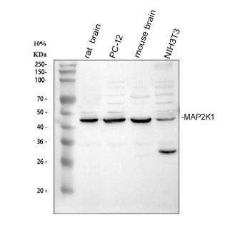 Anti-MAP2K1 / Mitogen-activated protein kinase kinase 1
