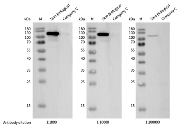 Anti-Phospho-Stat6 (Tyr641) Monoclonal Recombinant Antibody