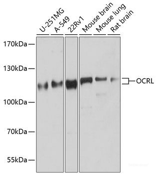 Anti-OCRL
