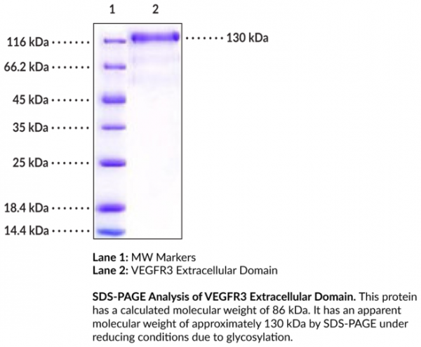VEGFR3 Extracellular Domain (human, recombinant)