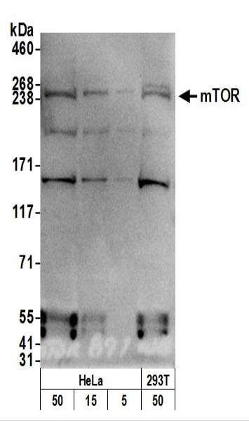 Anti-mTOR