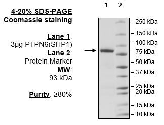 SHP-1, active human recombinant protein