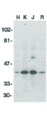 Anti-DFF40