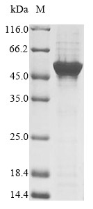 NADPH:adrenodoxin oxidoreductase, mitochondrial (FDXR), bovine, recombinant