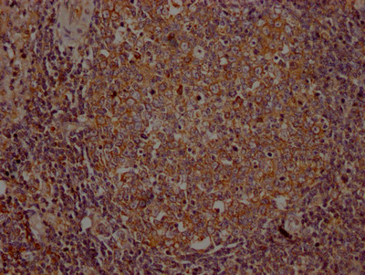 Anti-ITK Recombinant Monoclonal, clone 8F10