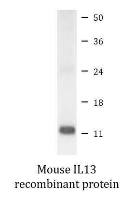 Mouse IL13 recombinant protein (Active)