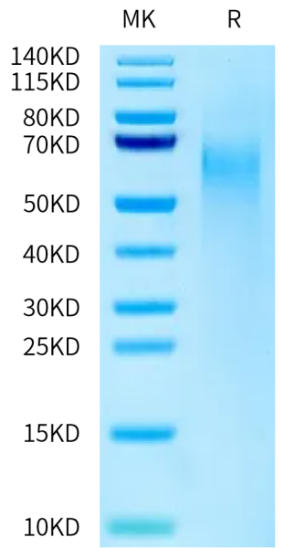Cynomolgus CD27 Ligand/CD70 Protein