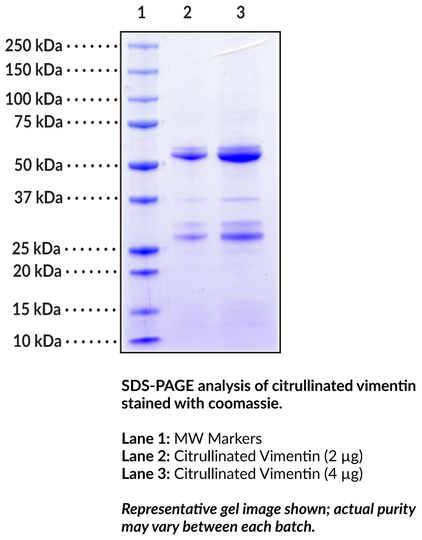 Citrullinated Vimentin (human, recombinant)
