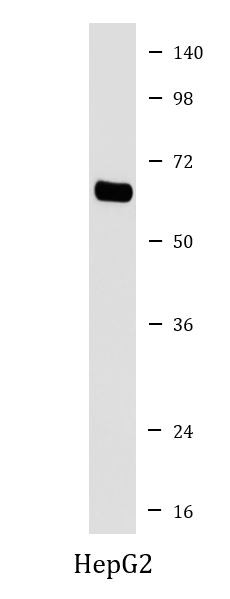Anti-EHD1