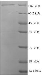 Disks large homolog 3 (Dlg3), rat, recombinant