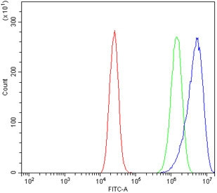 Anti-Beta Enolase / ENO3 / Enolase 3