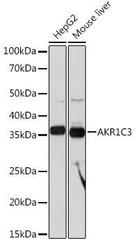 Anti-AKR1C3