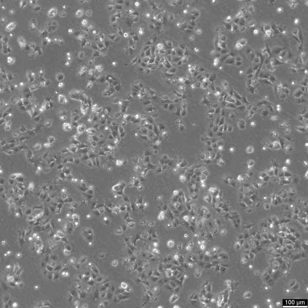 HC11 Cells