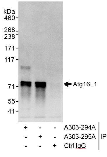 Anti-Atg16L1