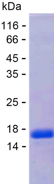 Recombinant Human IGLL1 Protein