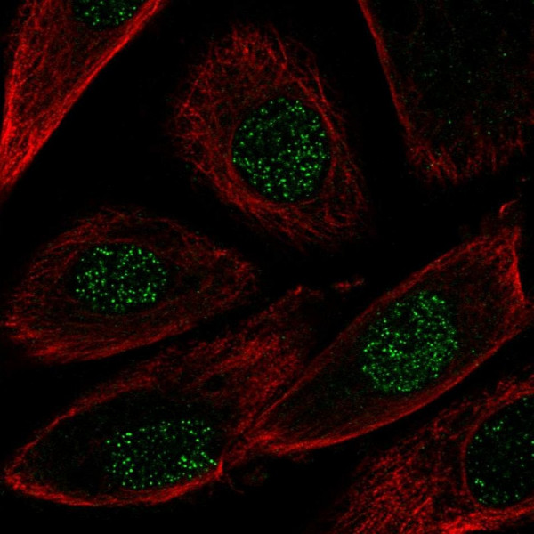 Anti-NRG2