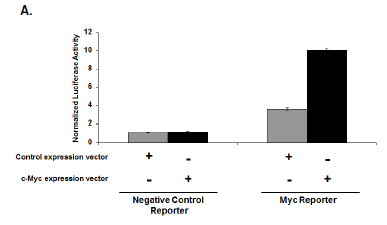 Myc Reporter Kit (Myc Signaling Pathway)