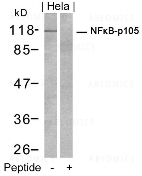 Anti-NFkB-p105/p50 (Ab-932)