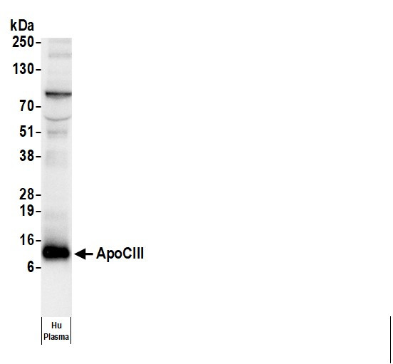 Anti-Human Apo CIII [B09], Biotin conjugated