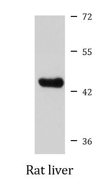Anti-GCDH