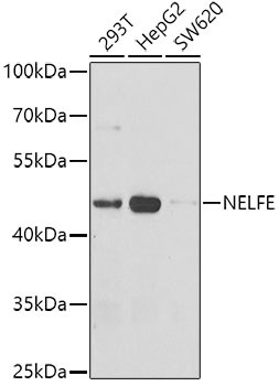Anti-NELFE
