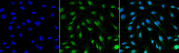 Anti-MDC1, clone P2B11