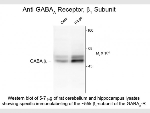 Anti-GABA(A) Receptor beta 1