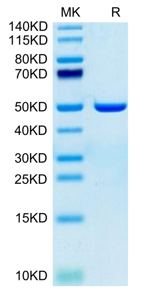 Human ASPH Protein