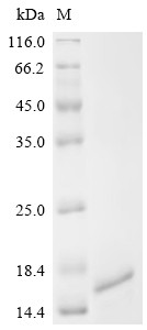 Origin recognition complex subunit 1 (ORC1), partial, human, recombinant