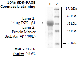 JNK1-beta1(K55M), inactive human recombinant, N-terminal GST tag