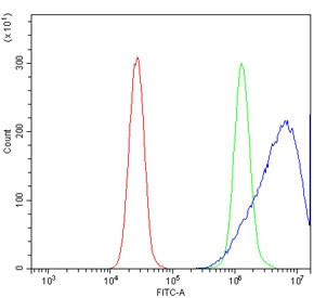 Anti-Neurogranin
