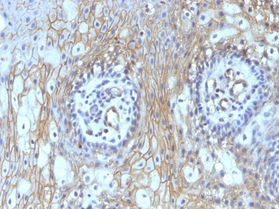 Anti-CD59 (heavy chain of Protectin)(BRA-10G), CF640R conjugate, 0.1mg/mL