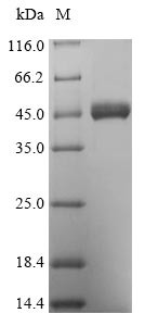 Thioredoxin-interacting protein (Txnip), mouse, recombinant