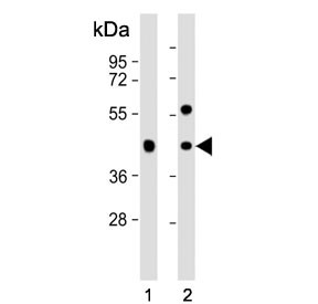 Anti-GPA33 / Cell surface A33 antigen