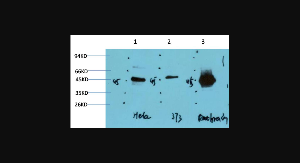 Anti-GSK3beta (2C6), monoclonal