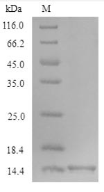 Oncomodulin (Ocm), mouse, recombinant